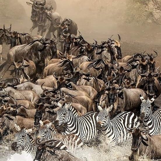 Safari in Tanzania